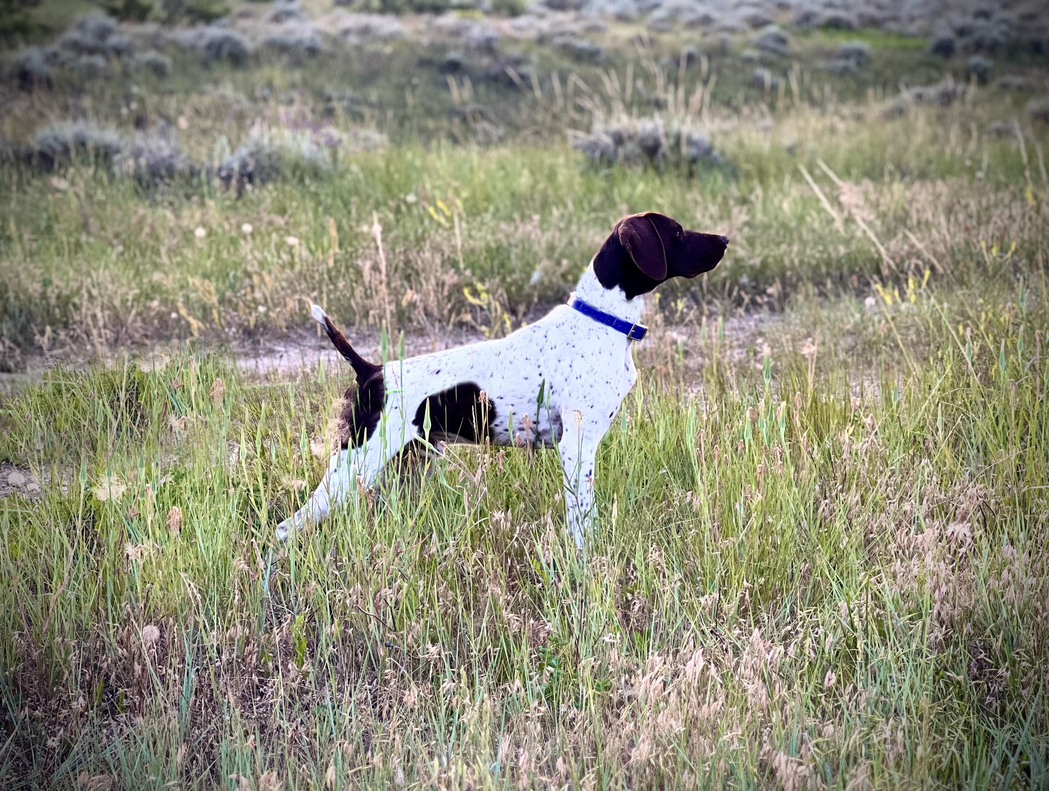 Bleu