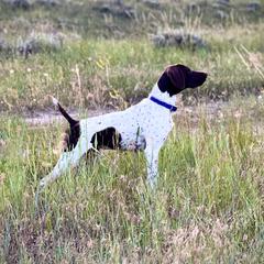 Bleu - German Shorthaired Pointer
