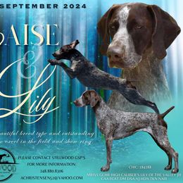 German Shorthaired Pointers from Stillwood German Shorthaired Pointers