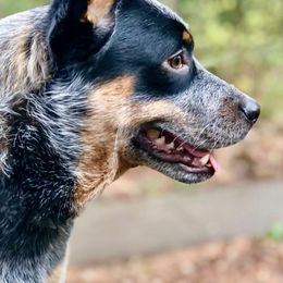 Australian Cattle Dogs from True Blue Australian Cattle Dogs