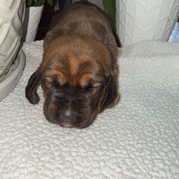 Hermoine Granger - Mahogany and white female Basset Hound puppy in Leroy, Michigan from Iron Sentry Farms