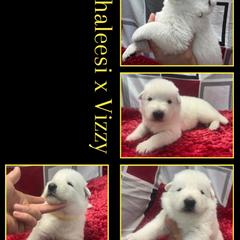 Pineapple Boy - White male German Shepherd puppy in Apache Junction, Arizona from CS Vista Farms