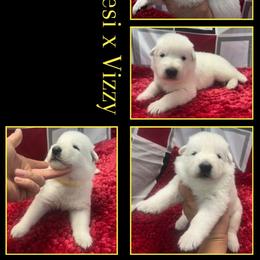 Pineapple Boy - White male German Shepherd puppy in Apache Junction, Arizona from CS Vista Farms