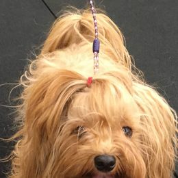 Havanese from LesBois Havanese