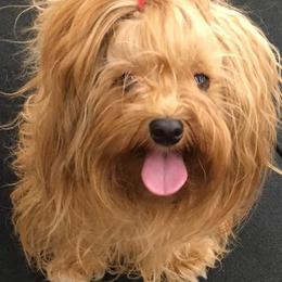 Havanese from LesBois Havanese