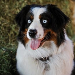 Sage - Australian Shepherd