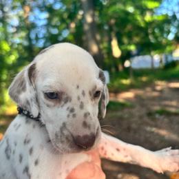 Magnolia(LUA) - White and liver brown female Dalmatian puppy in Wilson, North Carolina from New Horizonz Dalmatians
