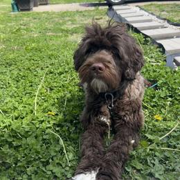 Manny - Portuguese Water Dog