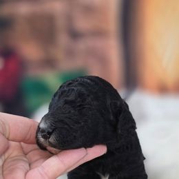 Reign - Black female Poodle puppy in Springfield, Oregon from Valaurah Farms