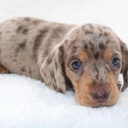 Tim - Dapple male Dachshund puppy in Fairfax, Iowa from Grayson’s Lovable Dachshunds