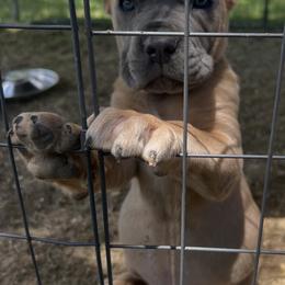 Purple Collar - Gray and fawn female Cane Corso puppy in Kingsport, Tennessee from Gray Cane Corsos