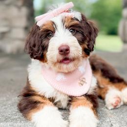 Bernedoodles and Goldendoodles from Allison Family Doodles