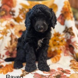 Raven - Black male Poodle puppy in Marshallville, Ohio from Windy Hill Dogs