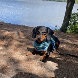 Joy - Dachshund