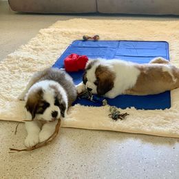 Saint Bernard Puppies from St Bernard Kingdom, LLC
