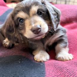 Kosy Lu-AKC - Chocolate and cream female Dachshund puppy in Caulfield, Missouri from Hocomo Hollow Doxies