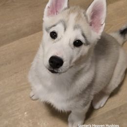 Noah - Light Green Collar - Gray and white Siberian Husky puppy in Tomahawk, Wisconsin from Lunter's Heaven Huskies