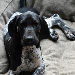 Boy 2 - male German Shorthaired Pointer puppy in Temple, Georgia from DreamN German Shorthaired Pointers