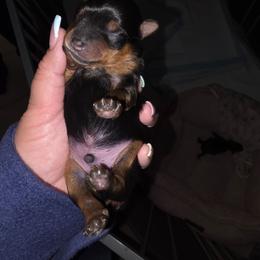 Chocolate - Black and gold male Yorkshire Terrier puppy in San Diego, California from Rubiez Yorkiez