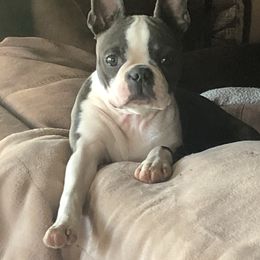 Rin - Boston Terrier