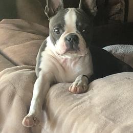 Rin - Boston Terrier