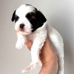 Purple Female - Black and white female Shihpoo puppy in Asheboro, North Carolina from Southern Bred Pups