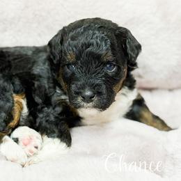 Chance - Tri-color male Bernedoodle puppy in Henry, Illinois from Rowe Farms Doodles