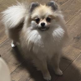 Pixie - Cream sable female Pomeranian puppy in Richmond, Kentucky from Pixie Dust Pomeranians