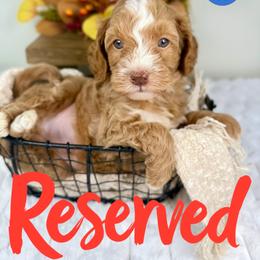 Bernedoodle, Goldendoodle, and Poodle Puppies from Plum Valley Pups