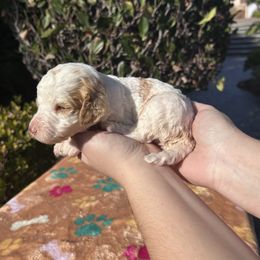 Holly Frost - Parti female Poodle puppy in Corona, California from Garden Of Poodles