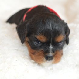 Cavalier King Charles Spaniel Puppies from Diamond Rose Cavalier LLC