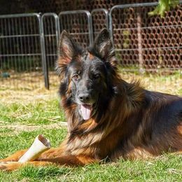 Willow - German Shepherd