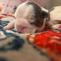Lilac pied male - White and brindle male French Bulldog puppy in Tuscaloosa, Alabama from J & J classic frenchies