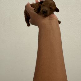 Nutmeg - Red  female Poodle puppy in Deltona, Florida from Poodles by CNC