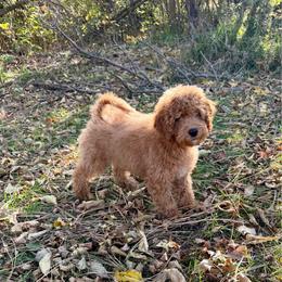 Karl - Red male Cockapoo puppy in Beresford, South Dakota from DAKOTA DOOD RANCH