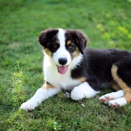 Australian Shepherd Puppies from Impact Australian Shepherds