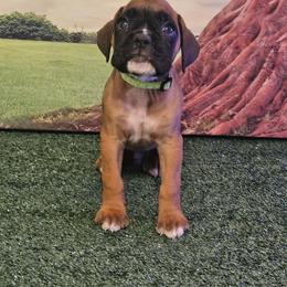Boxer Puppies from Puppy Patch