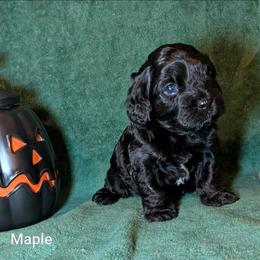 Maple - Brown female Cockapoo puppy in Sunset, Louisiana from Cano Cockapoos