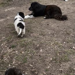Karakachan Puppies from Dominion Farms Karakachans