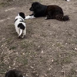 Karakachan Puppies from Dominion Farms Karakachans
