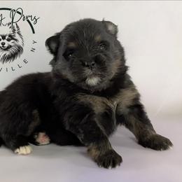 Bowie - Black and tan male Pomeranian puppy in Fultonville, New York from Sandy Aussies & Pomeranians