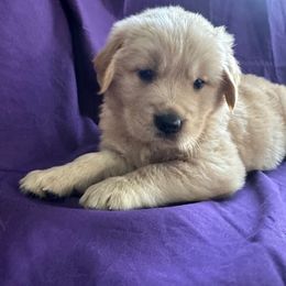 Golden Retriever Puppies from Chevaline Goldens