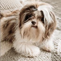 Bell - Shih Tzu