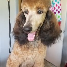 Poodles from Sheree Poodles
