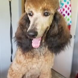 Poodles from Sheree Poodles