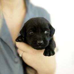 Twix - Black male Labrador Retriever puppy in Allons, Tennessee from UC Labradors LLC