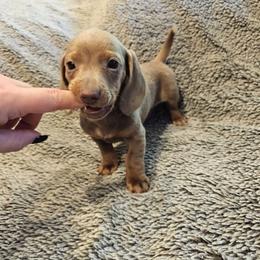 Boy 1 - Fawn (isabella) and tan male Dachshund puppy in Winchester, Idaho from Mission Creek Dachshunds