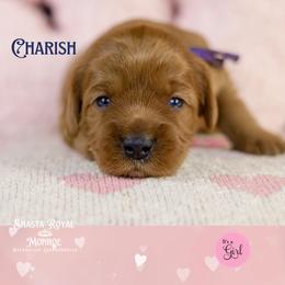 Charish - Red female Australian Labradoodle puppy in Redding, California from Shasta Royal Monroe Puppies