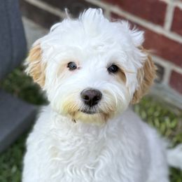 Brew - Australian Labradoodle