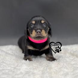 Bella - Black and cream female Dachshund puppy in Nashville, Arkansas from Cuddles n Curls